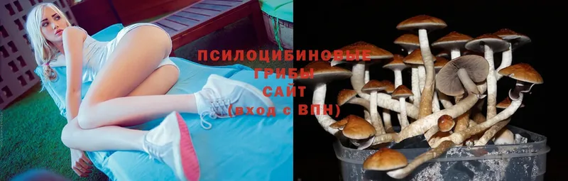 МЕГА вход  цены   Чита  Псилоцибиновые грибы Psilocybe 